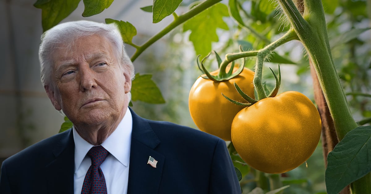 ¿Por qué Trump tiene la ‘culpa’ de que pagues hasta 50 pesos por el kilo de jitomate?