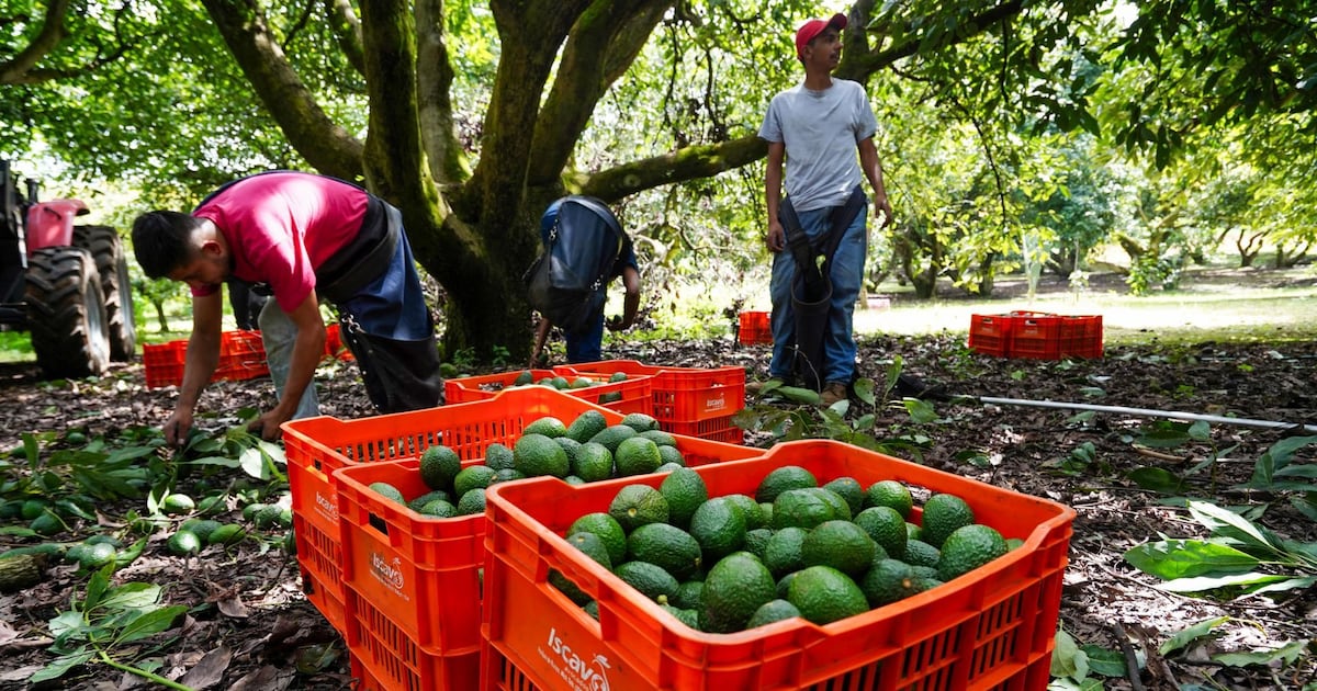 ‘La era del aguacate inicia’: Importación en EU alcanza nuevo récord con 2,600 millones de toneladas