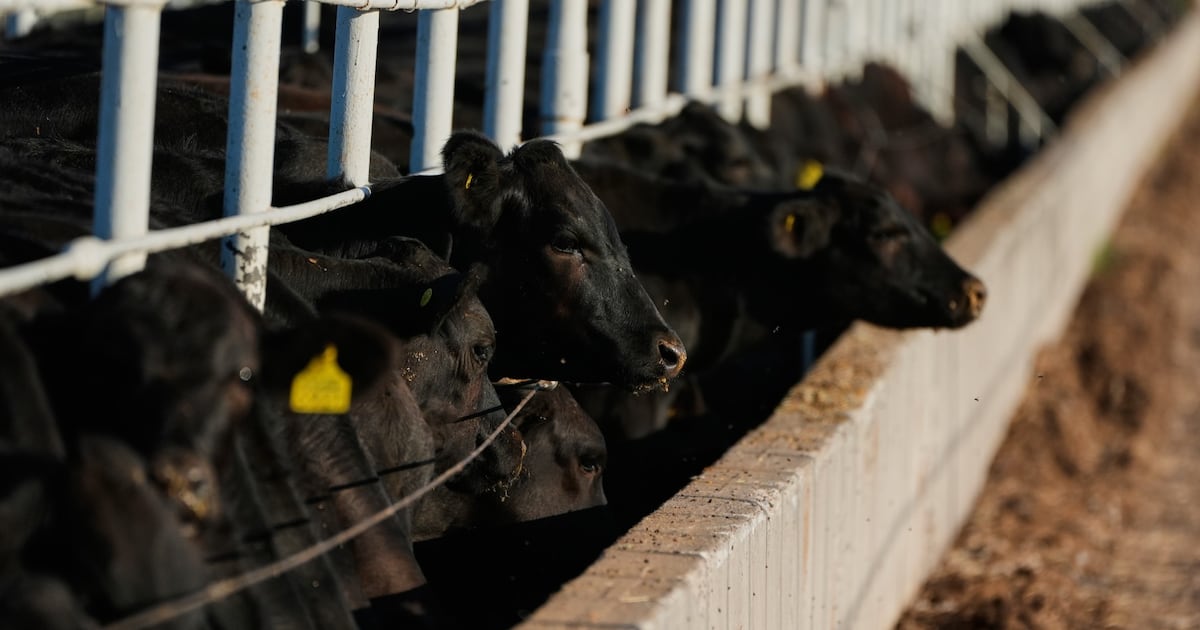 Aquí vamos otra vez: Gusano barrenador reaparece en EU a días de reapertura al ganado mexicano