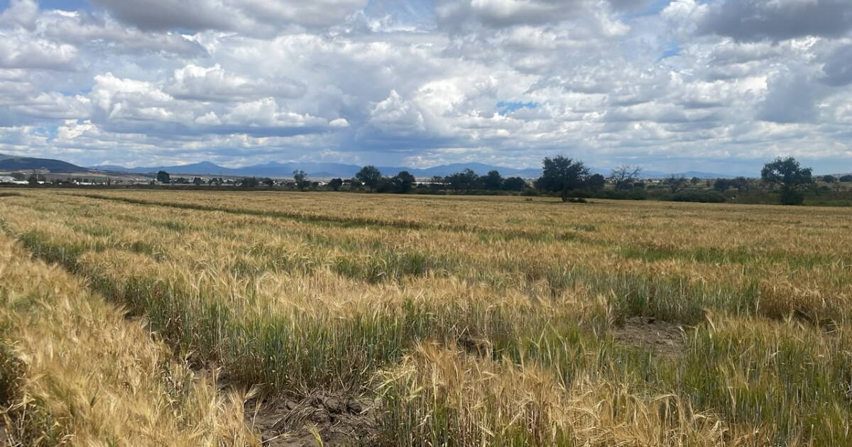 Cerveza más verde: Grupo Modelo comprará 100,000 toneladas más de cebada sostenible para 2030